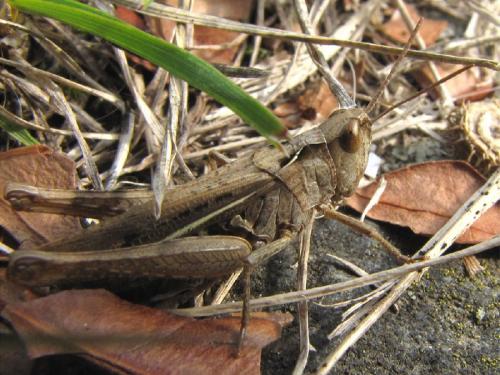 Réf. 270 627 : Chorthippus sp.